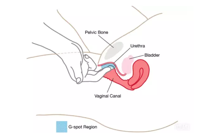 怎么撩她G點,安全又健康(圖1) 怎么撩她G點,安全又健康(圖1)